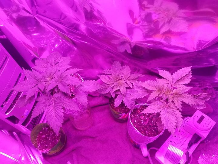 Indoor grow with leds continuing from thread before 2
