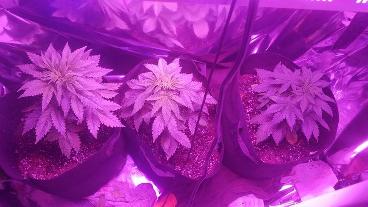 Indoor grow with leds continuing from thread before 3