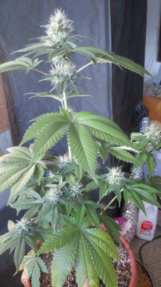 Indoor growing new england