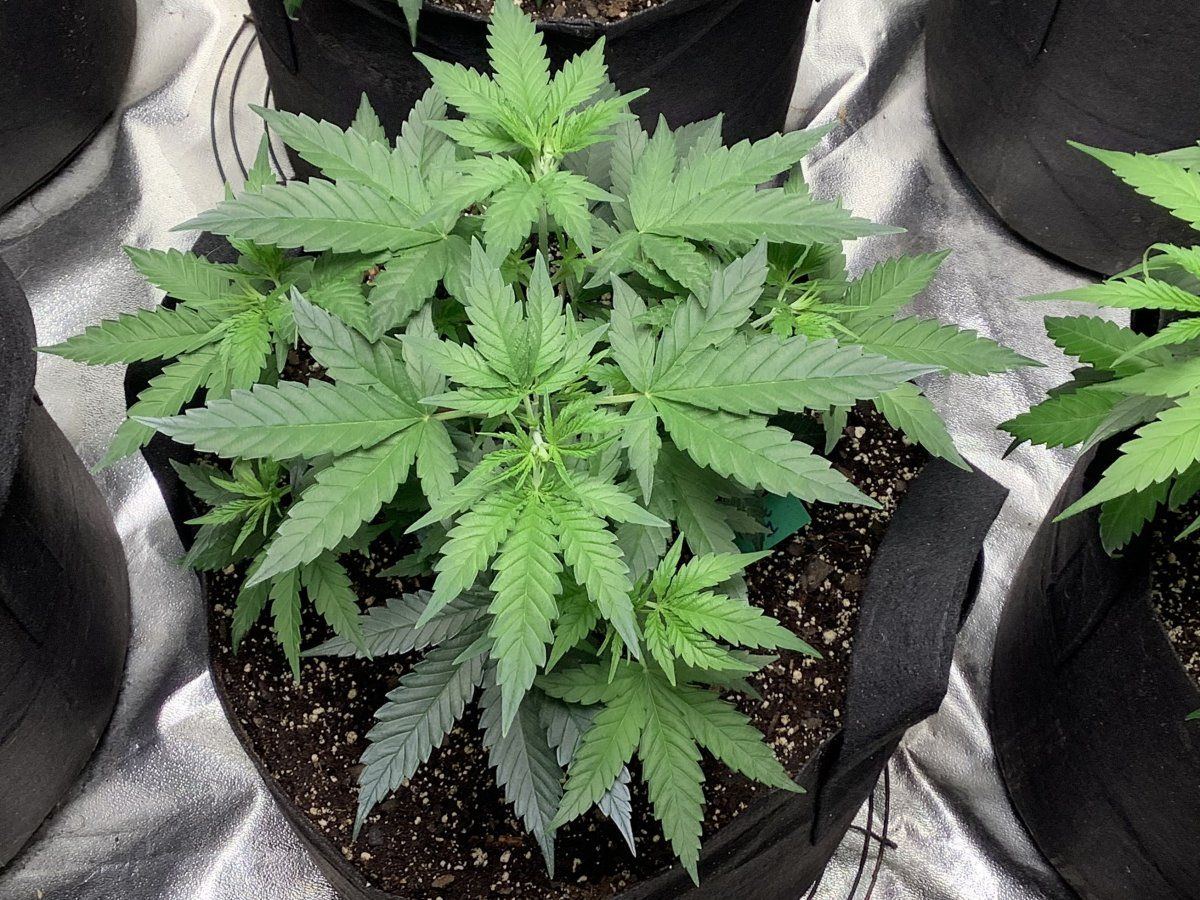 Indoor organic grow of future one by anesia seeds