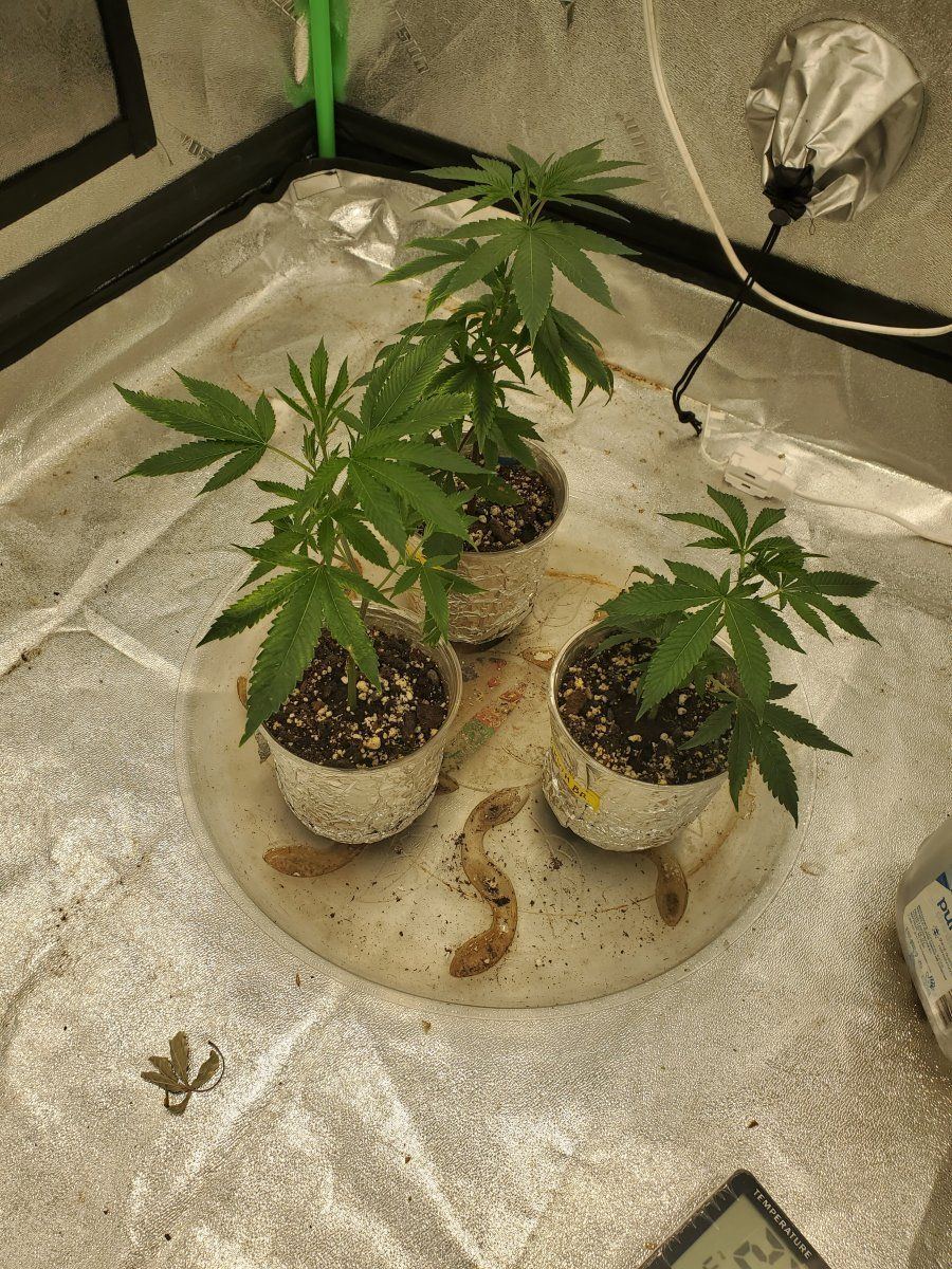 Indoor organic soil growfirst time starting with rooted clones 2