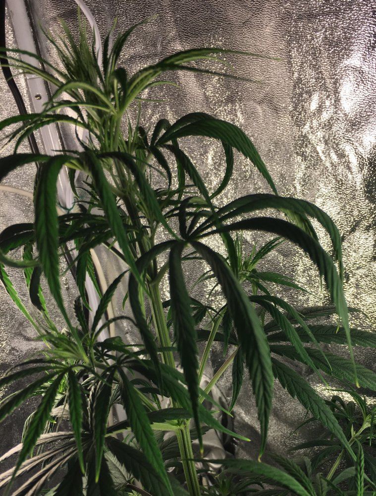 Indoor sativa grow flowering stage question 2