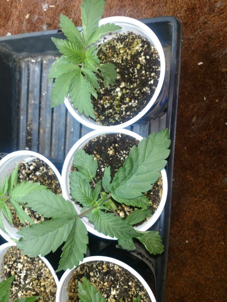 Indoor seed crackin 2018 3