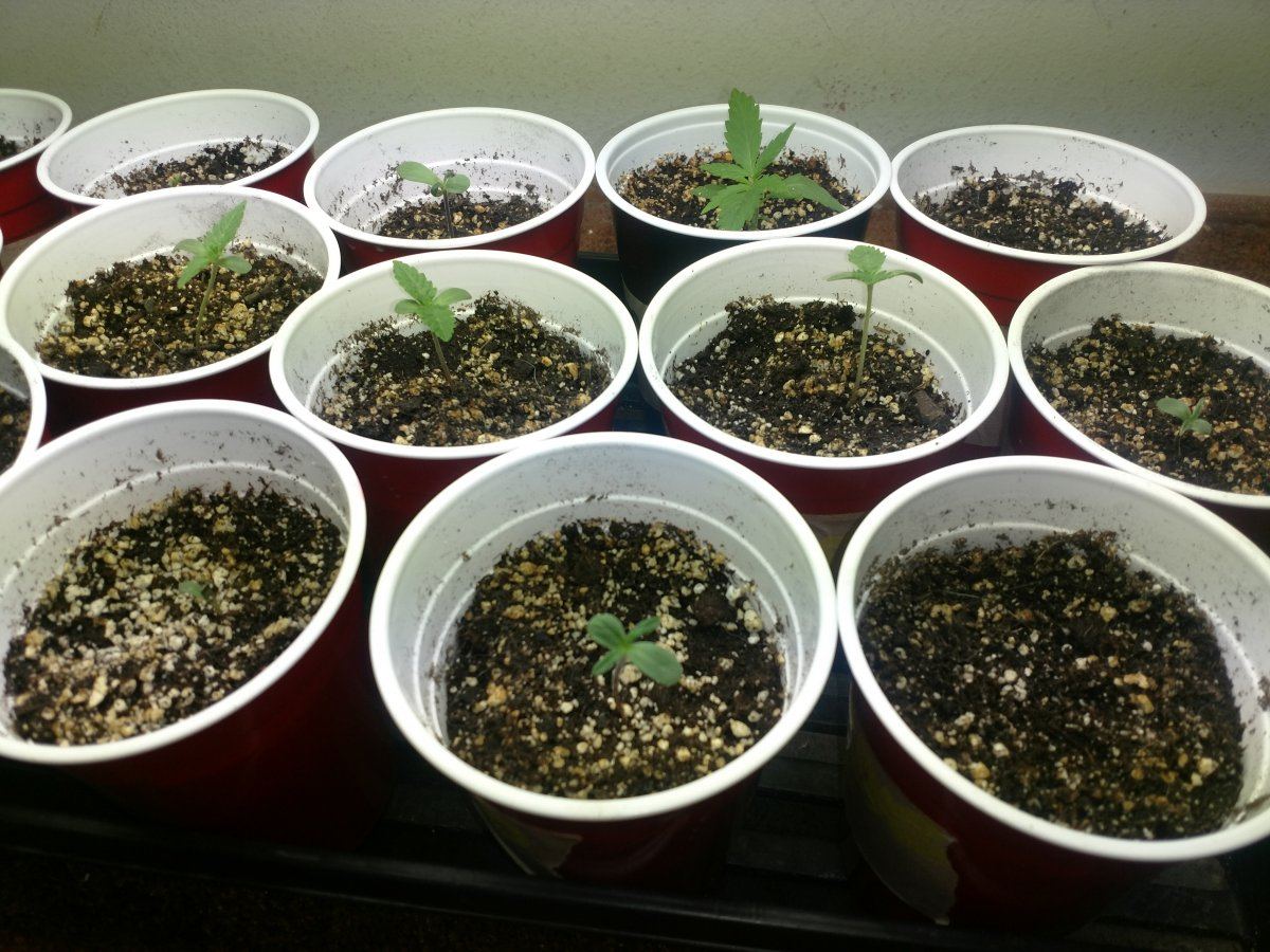 Indoor seed crackin 2018 4