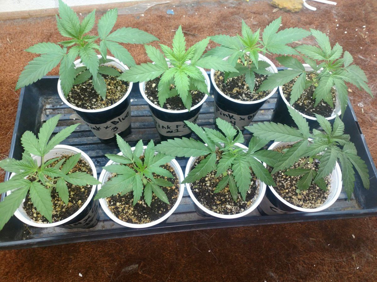 Indoor seed crackin 2018
