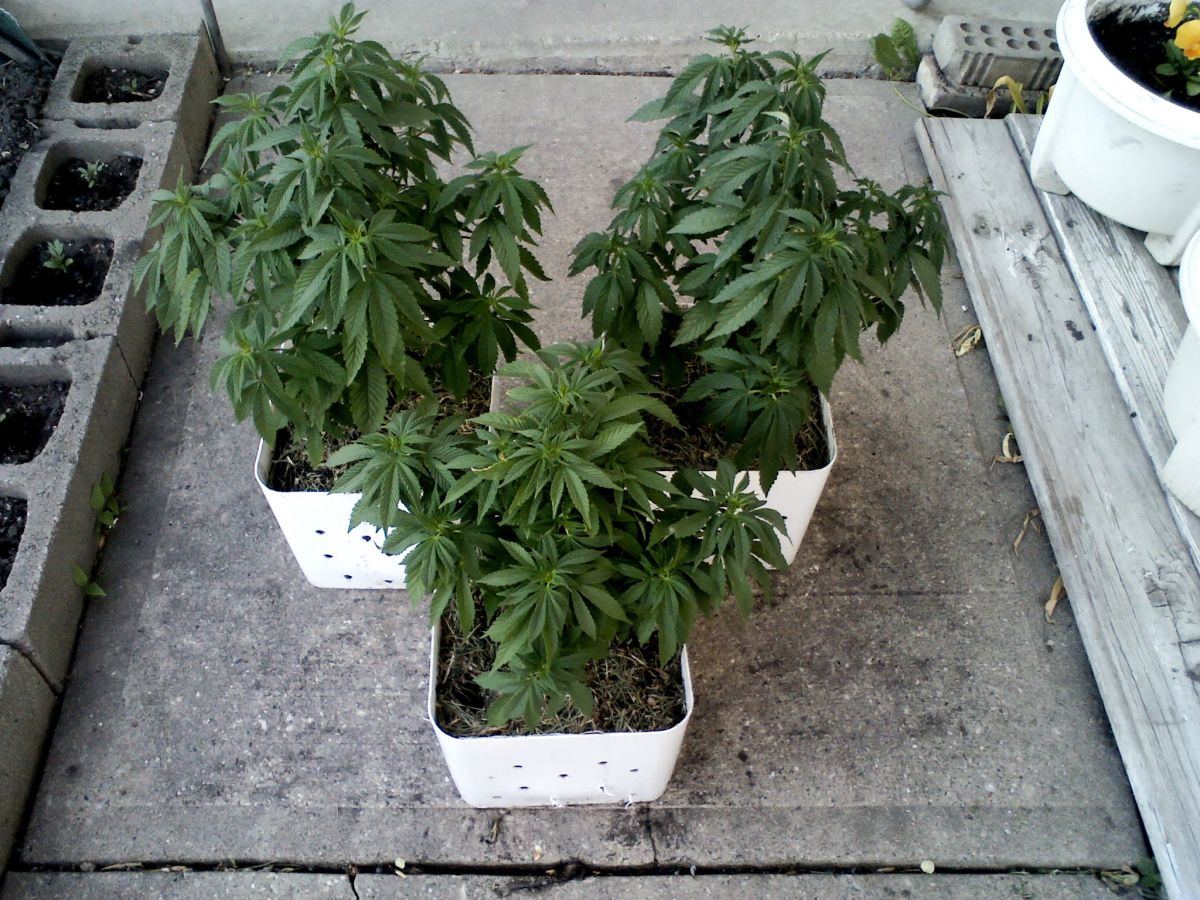 Indoor seeds
