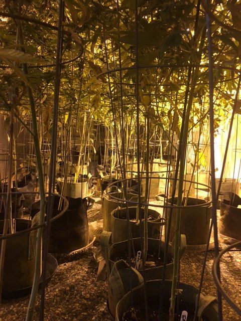 Indoor vertical lighting hydro soil trees 3