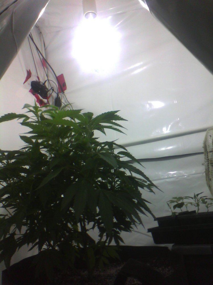 Indoor1
