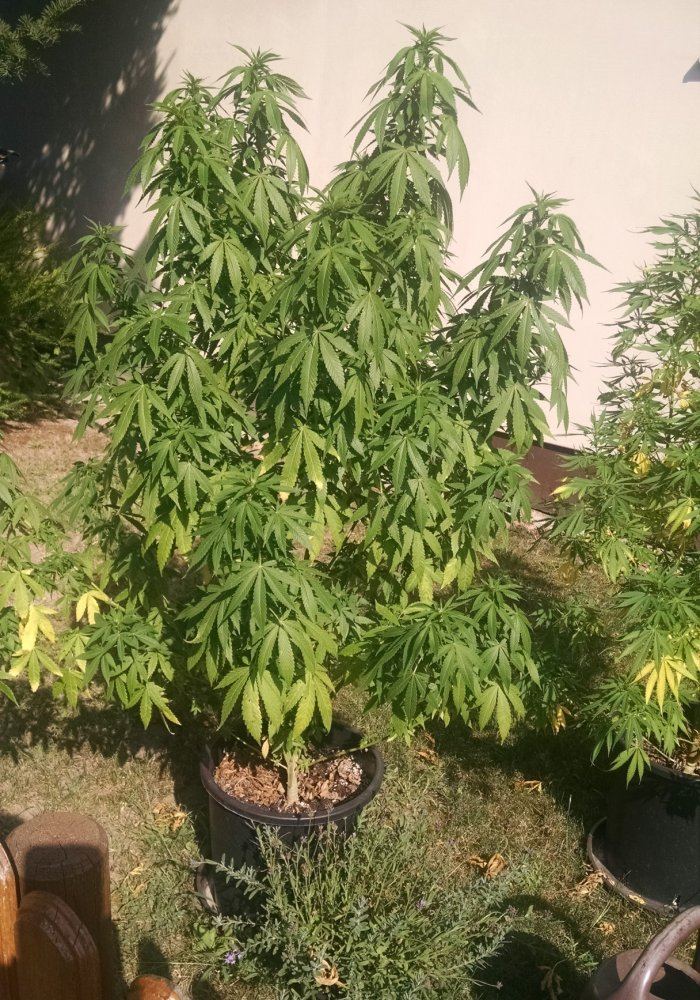 Inexperienced first outdoor grow yellow leaves possible stem rot 6