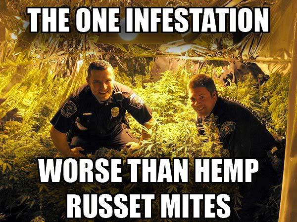 INFESTATION