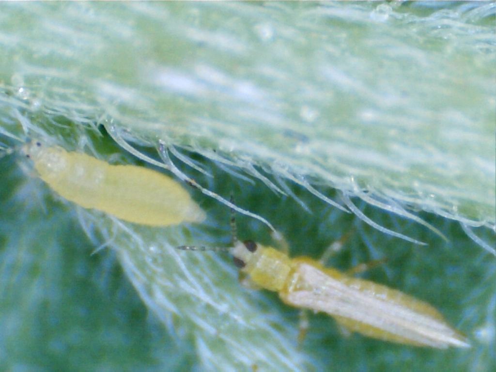 Infested with thrips suggestions anyone 3