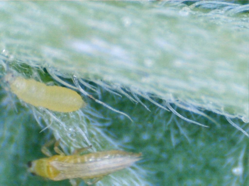 Infested with thrips suggestions anyone 4