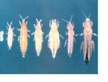 Infested with thrips suggestions anyone 5