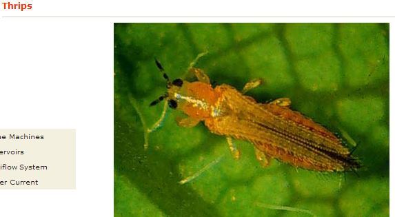 Infested with thrips suggestions anyone 6