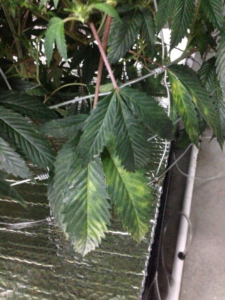 Infested with thrips suggestions anyone 7
