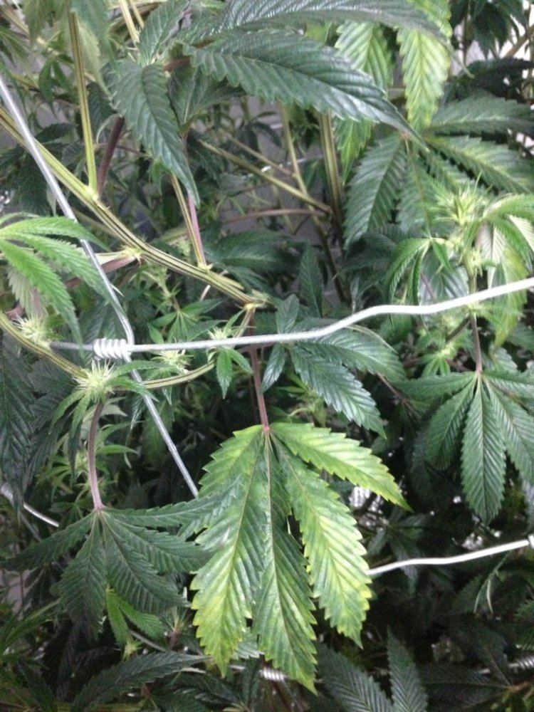 Infested with thrips suggestions anyone 8