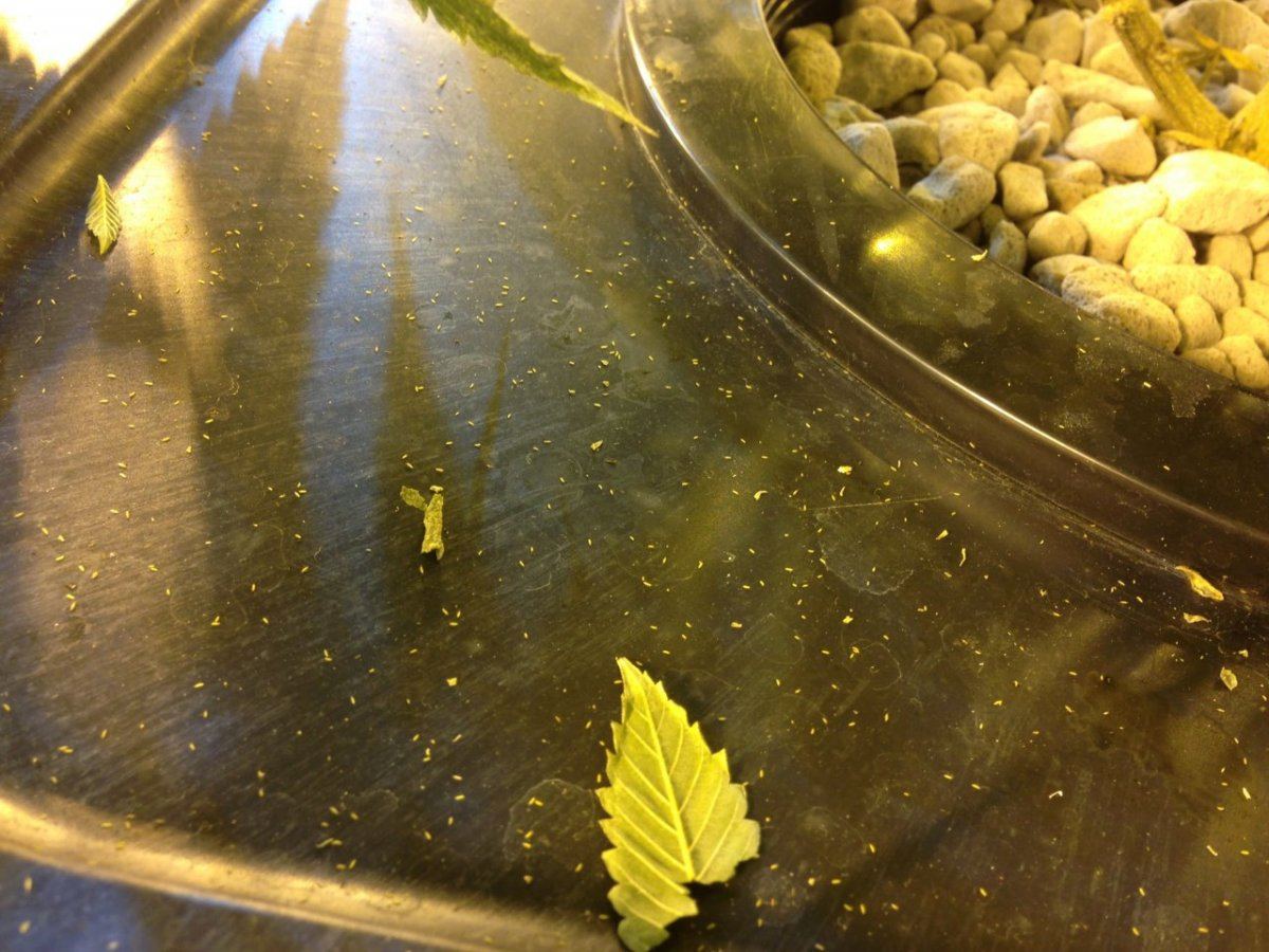 Infested with thrips suggestions anyone 9