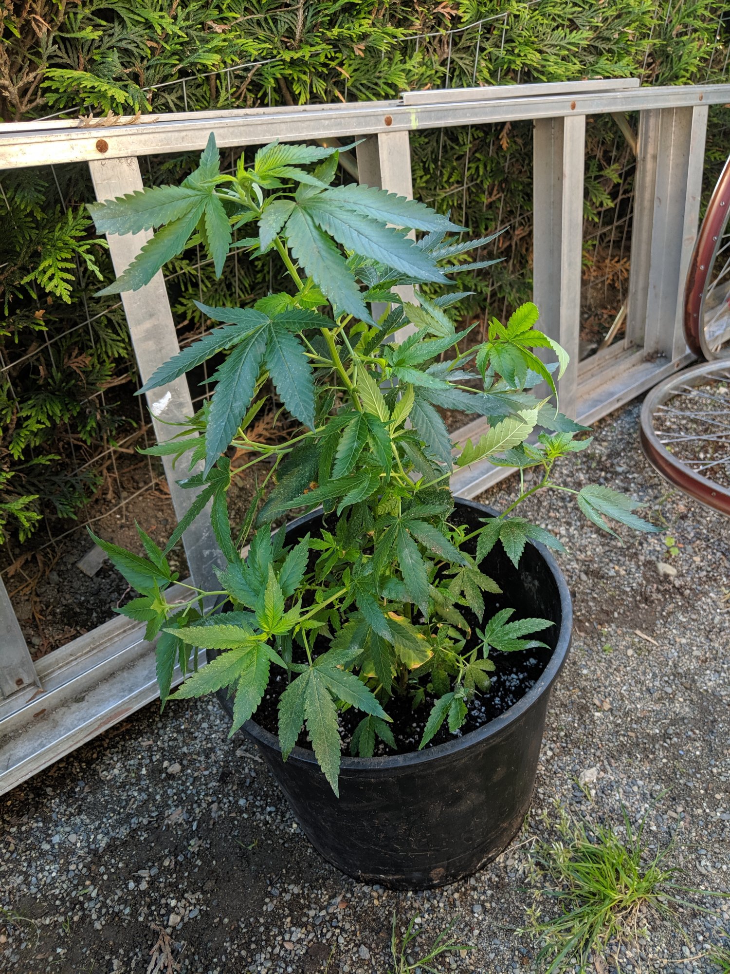 Inherited plant spidermites and mildew oh my 2