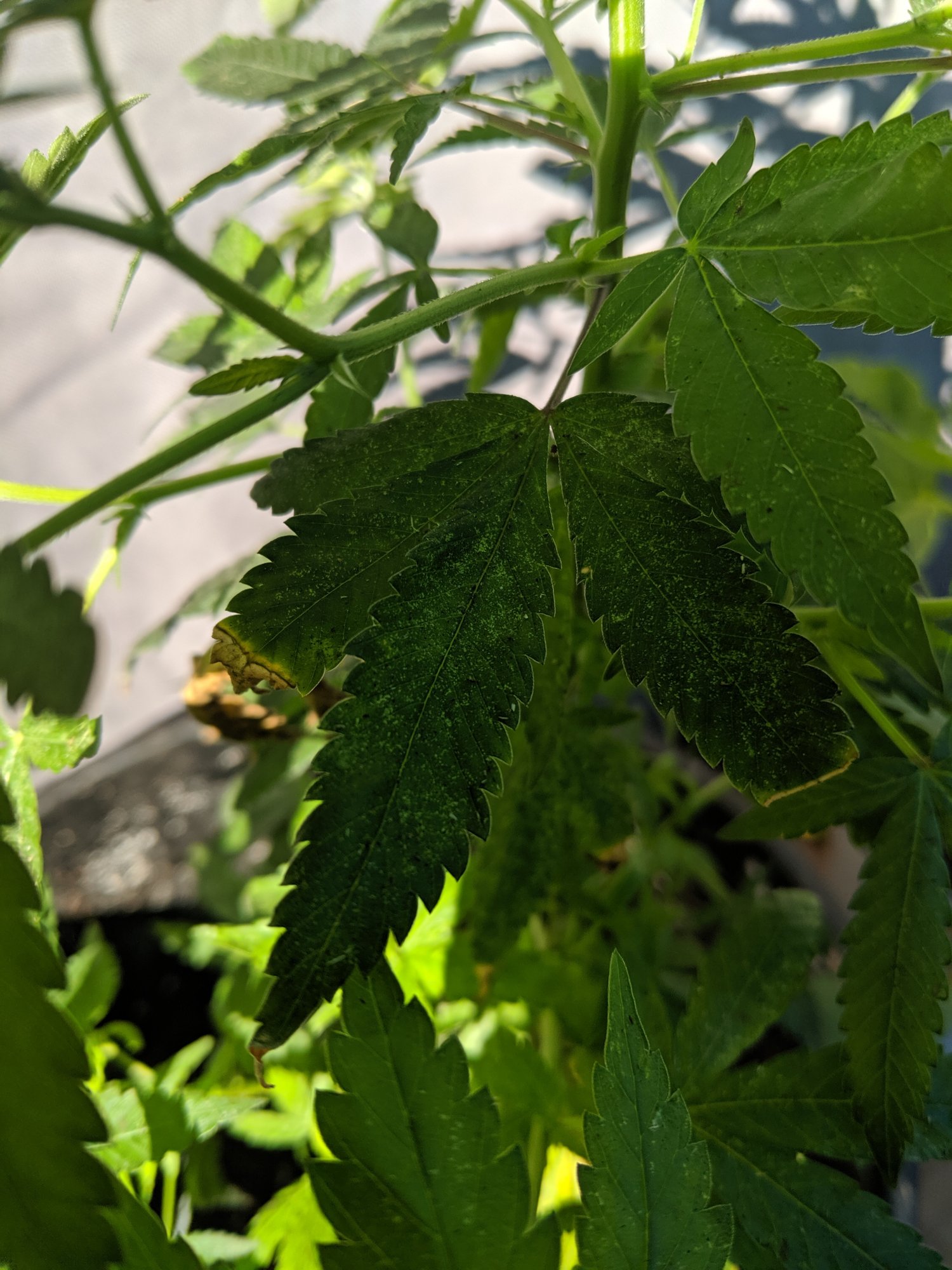 Inherited plant spidermites and mildew oh my 3