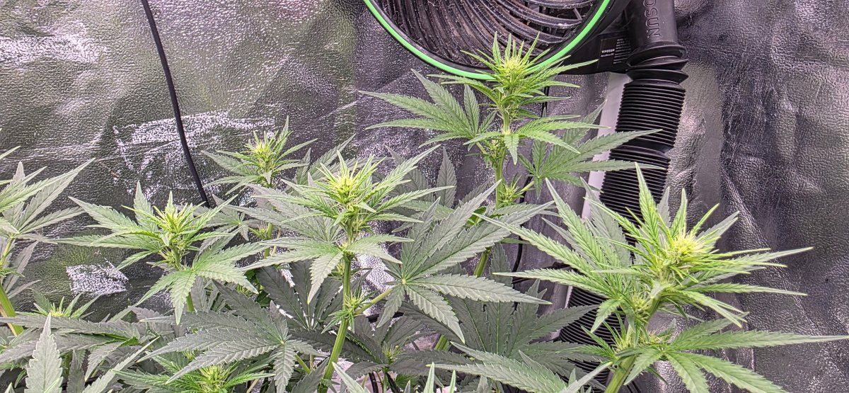 Inner bud growth 3