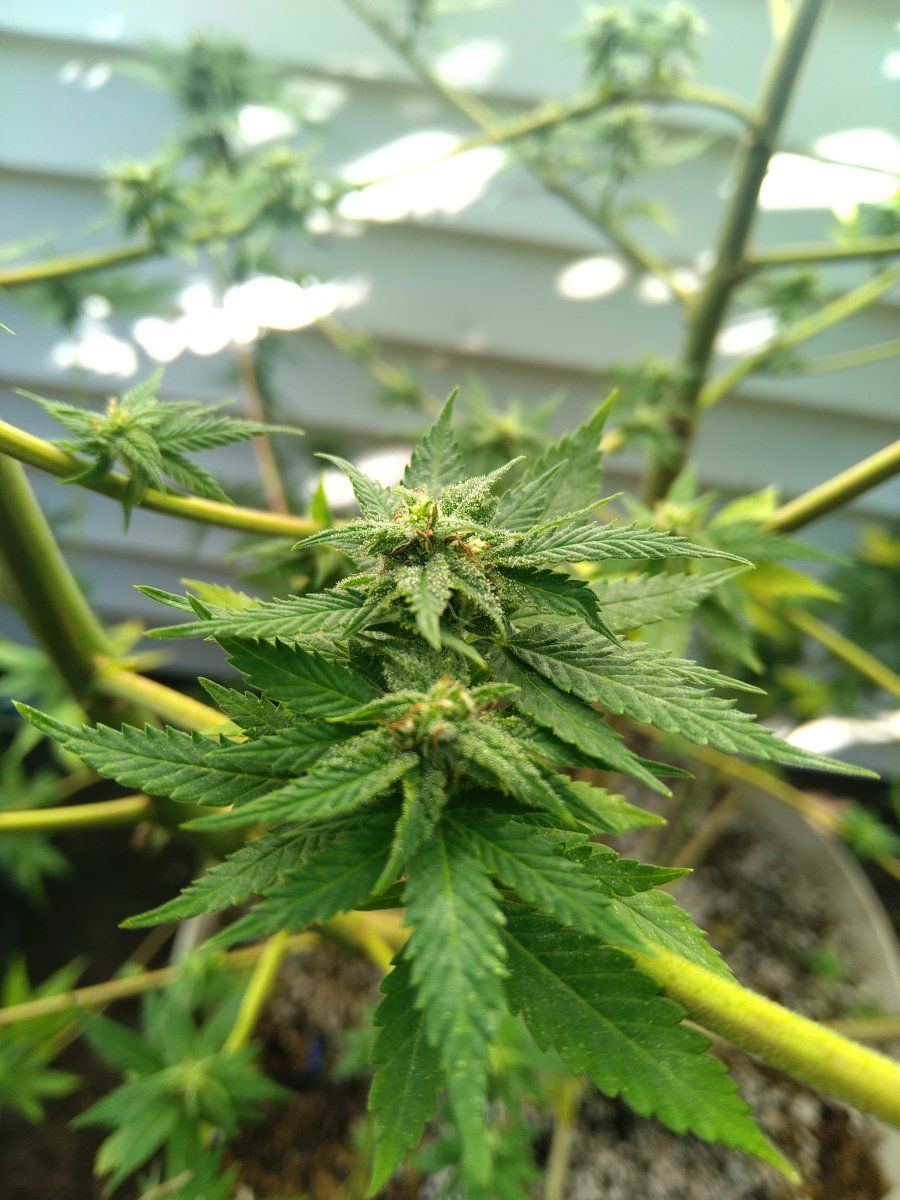 Input needed on this outdoor plant 3