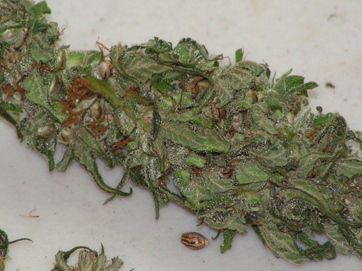 INSANE BUD N  SEED 2
