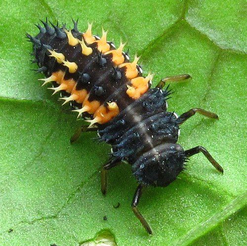 Insect predator ladybug larva