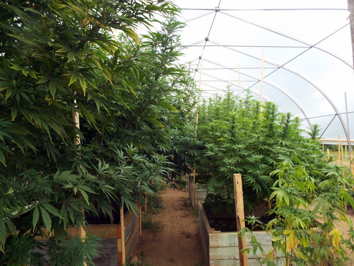 Inside greenhouse