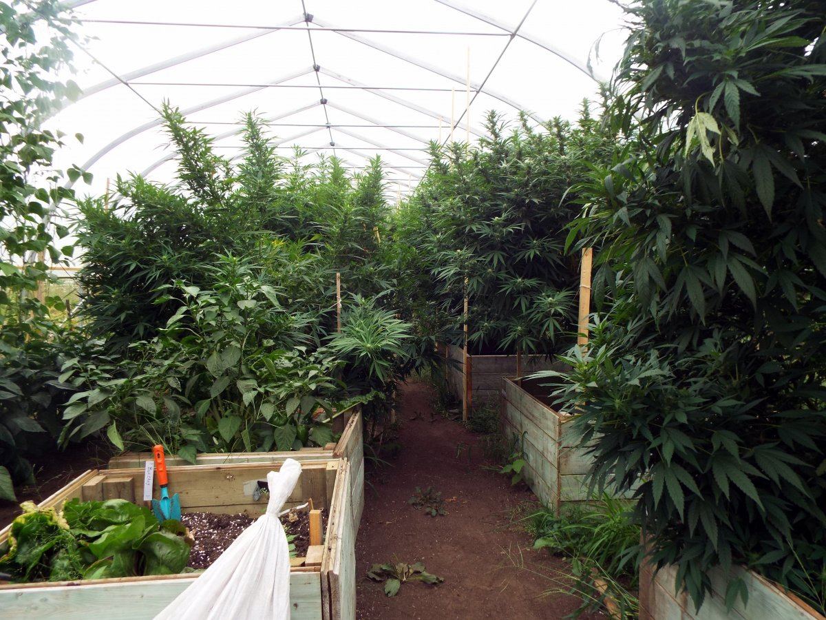 Inside greenhouse1