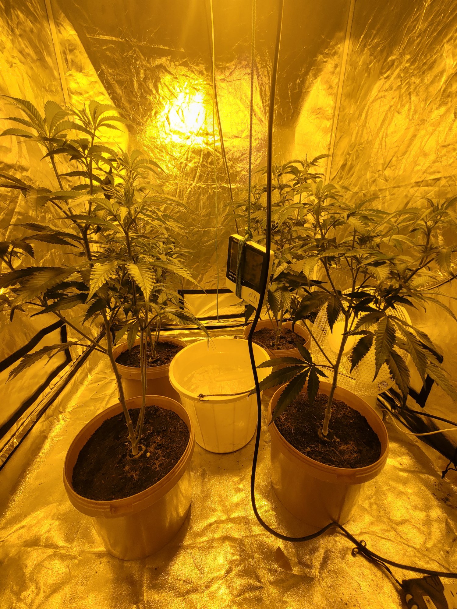 Into the 5th week of veg