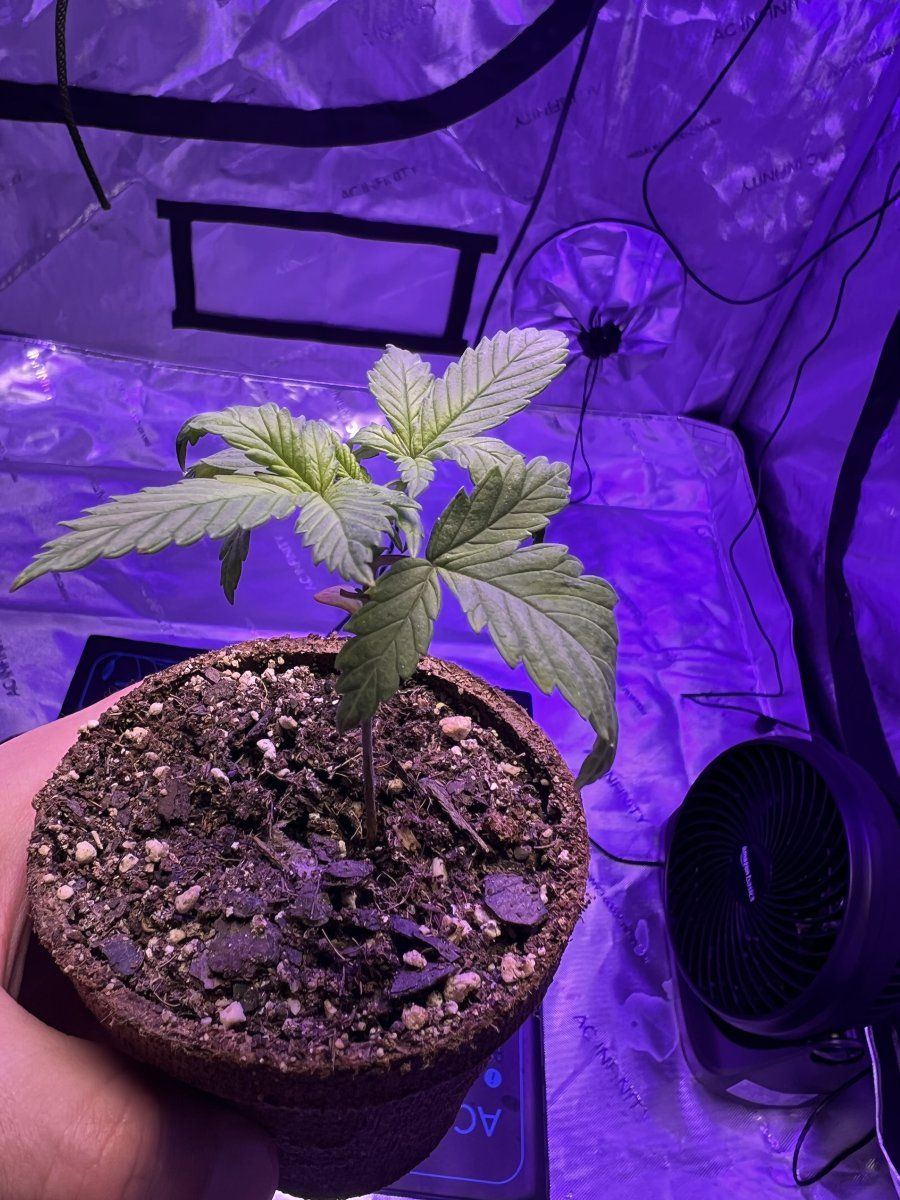 Introduction  first time growing 2