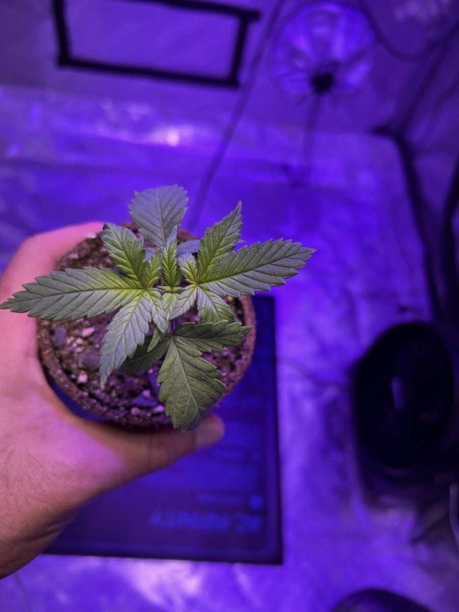 Introduction  first time growing 3