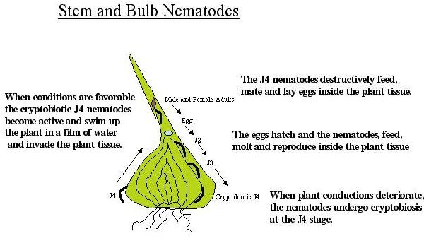 IntroNematodes17