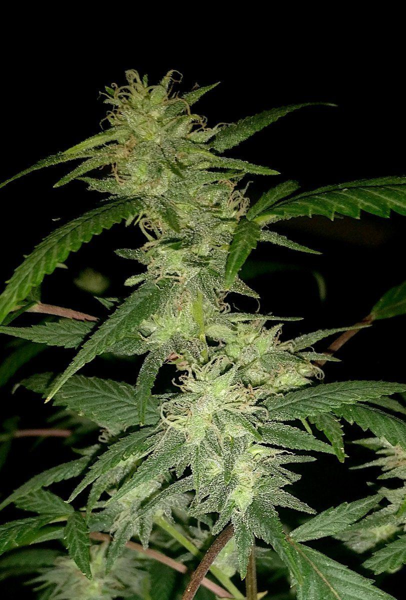 IOG1