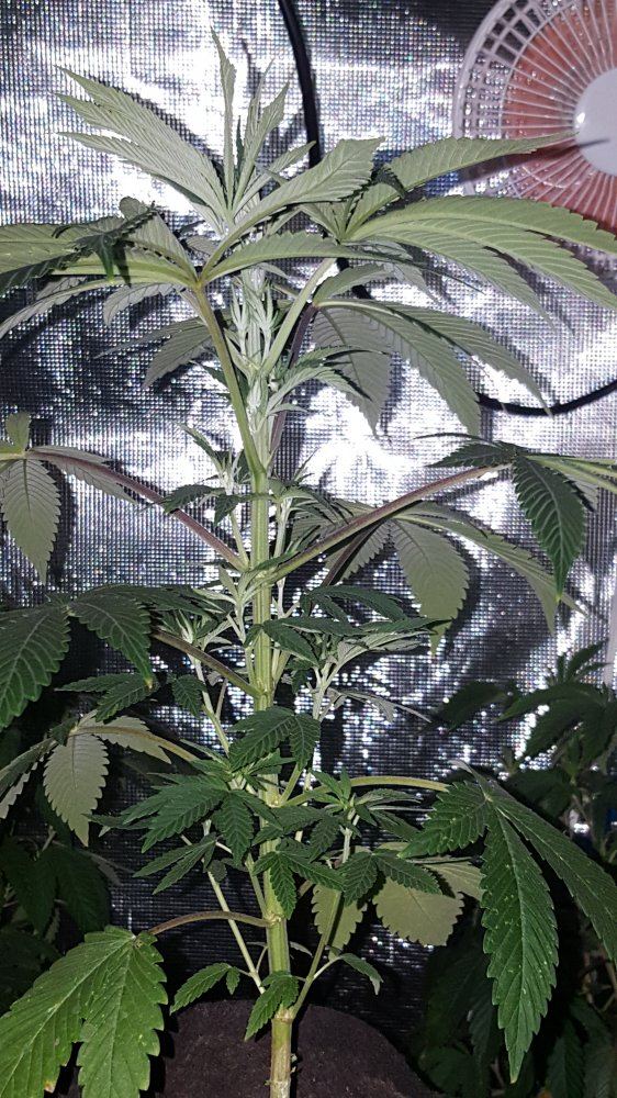 Irene1day30veg
