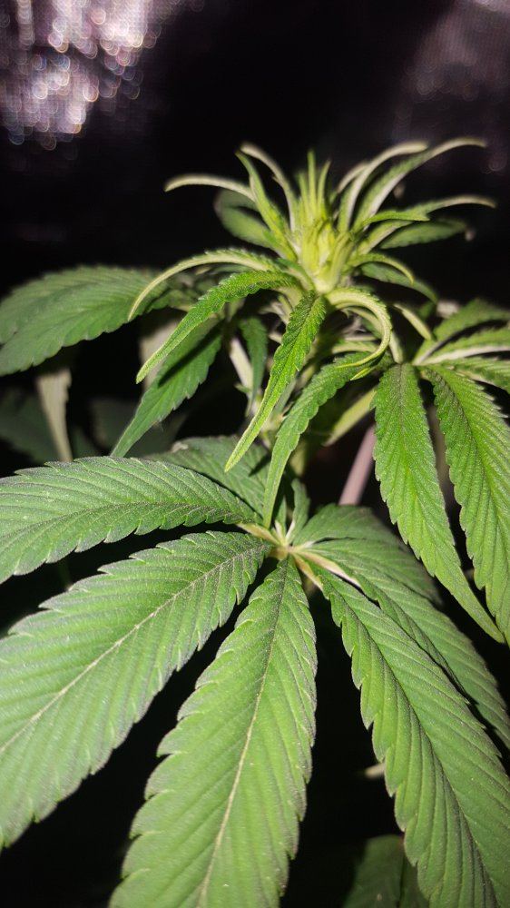 Irene3topbudday12