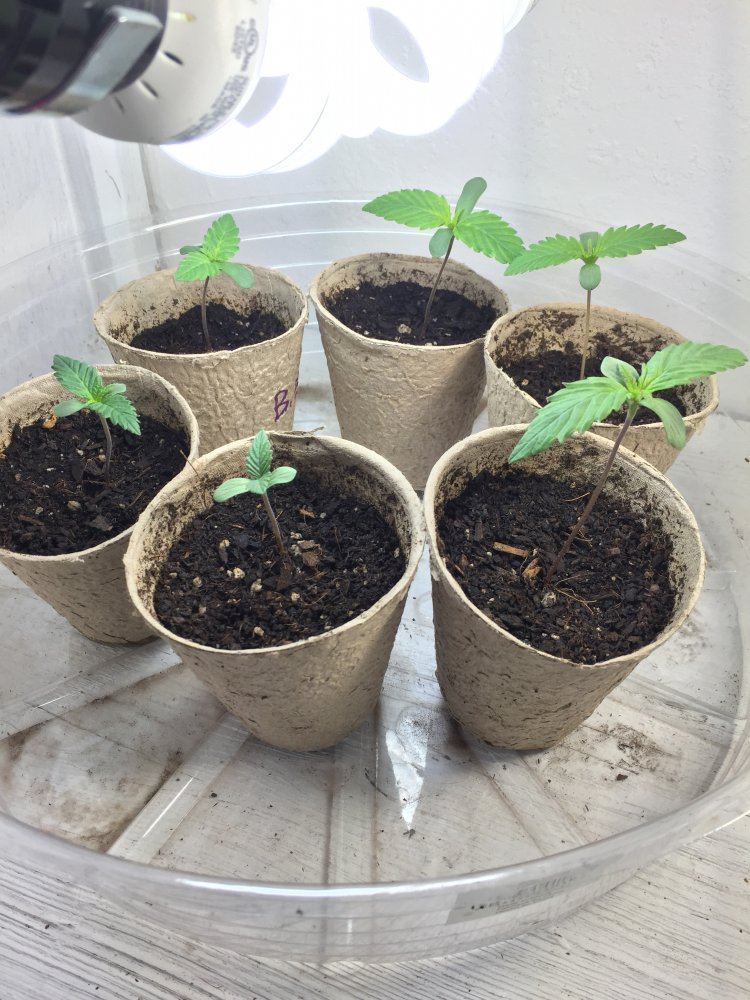 Irietimes bare bones grows