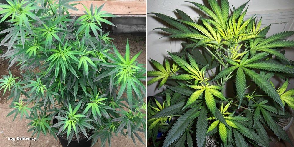 Iron deficiency leaf and plant