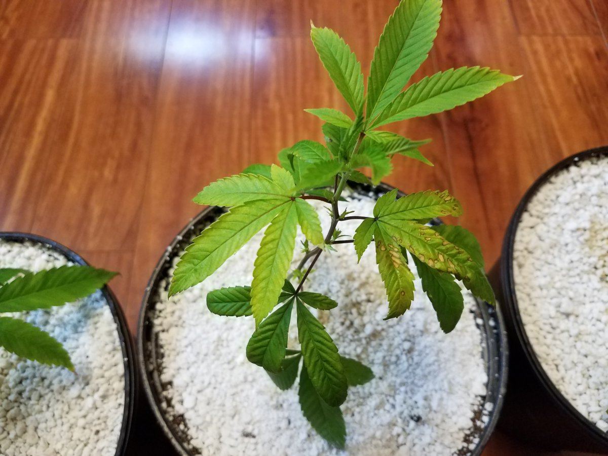 Ironmag deficiency in coco 3