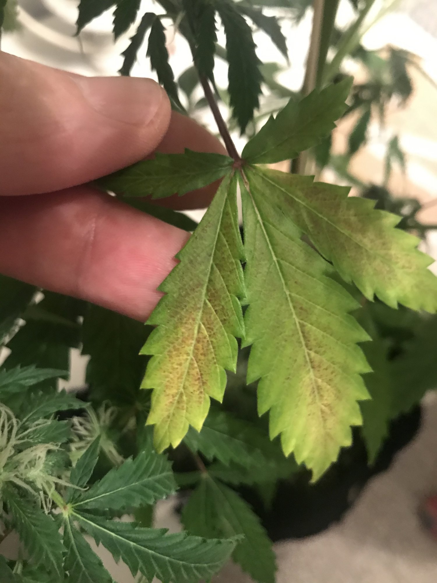 Is it deficiency or excess