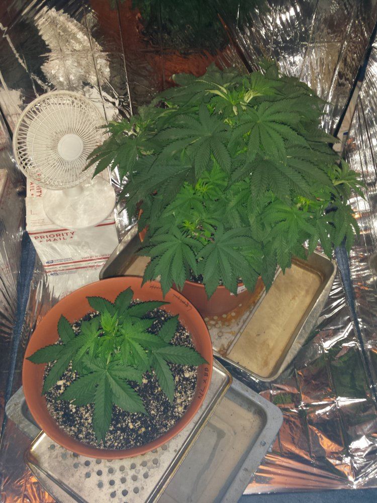 Is it normal for an autoflowering plant to still be vegging for 50 days 2