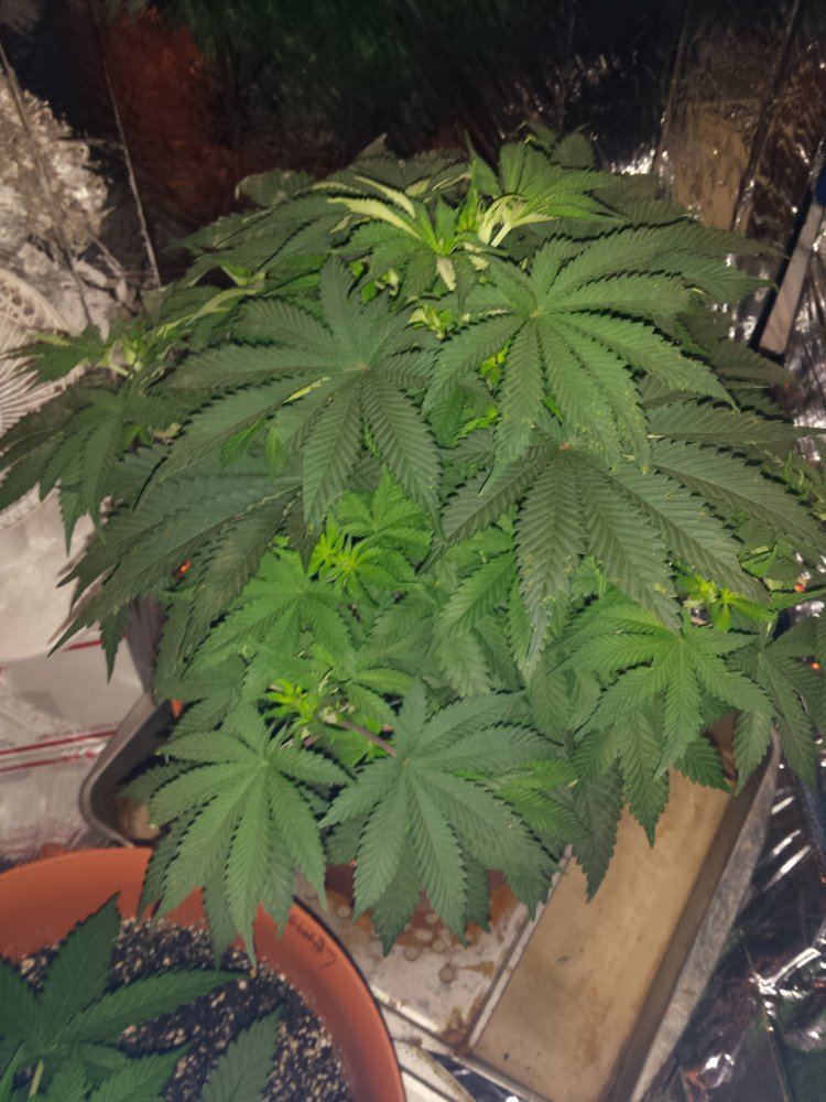 Is it normal for an autoflowering plant to still be vegging for 50 days