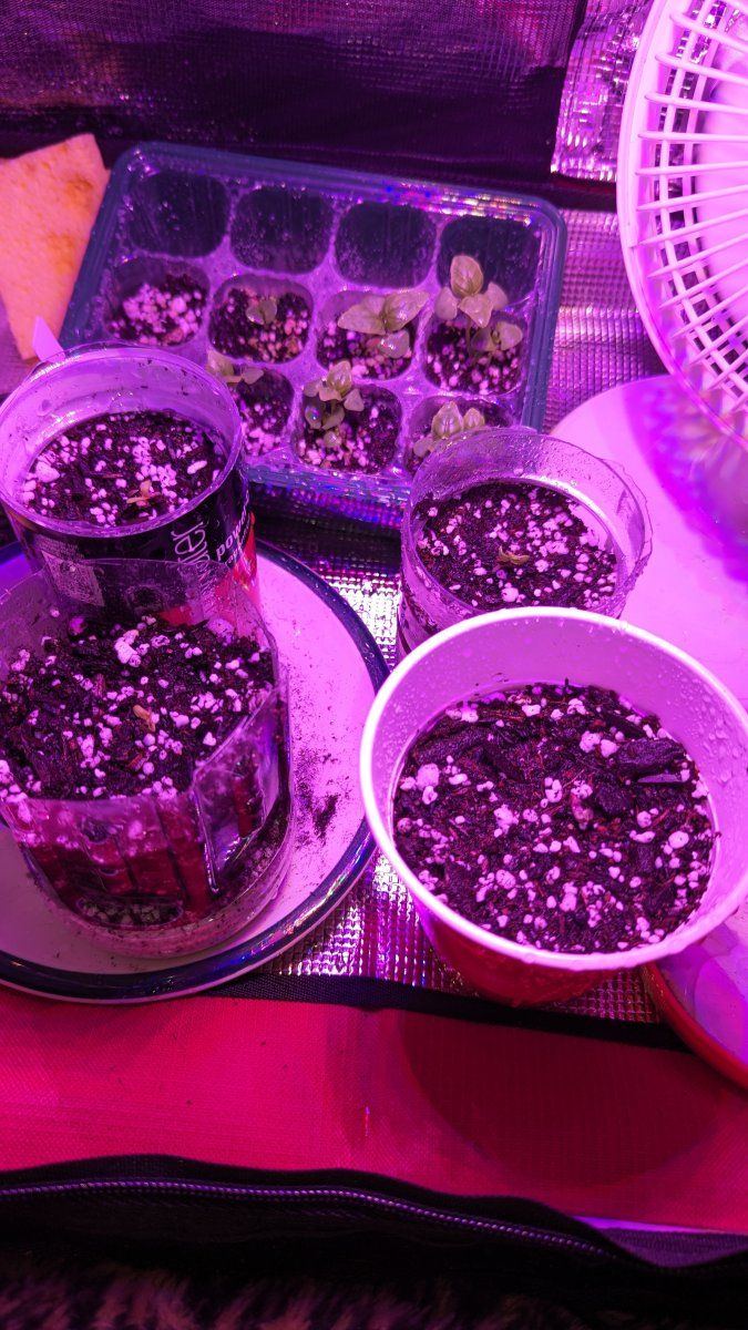 Is it normal for germinated seeds to sprout within 12 hours of planting