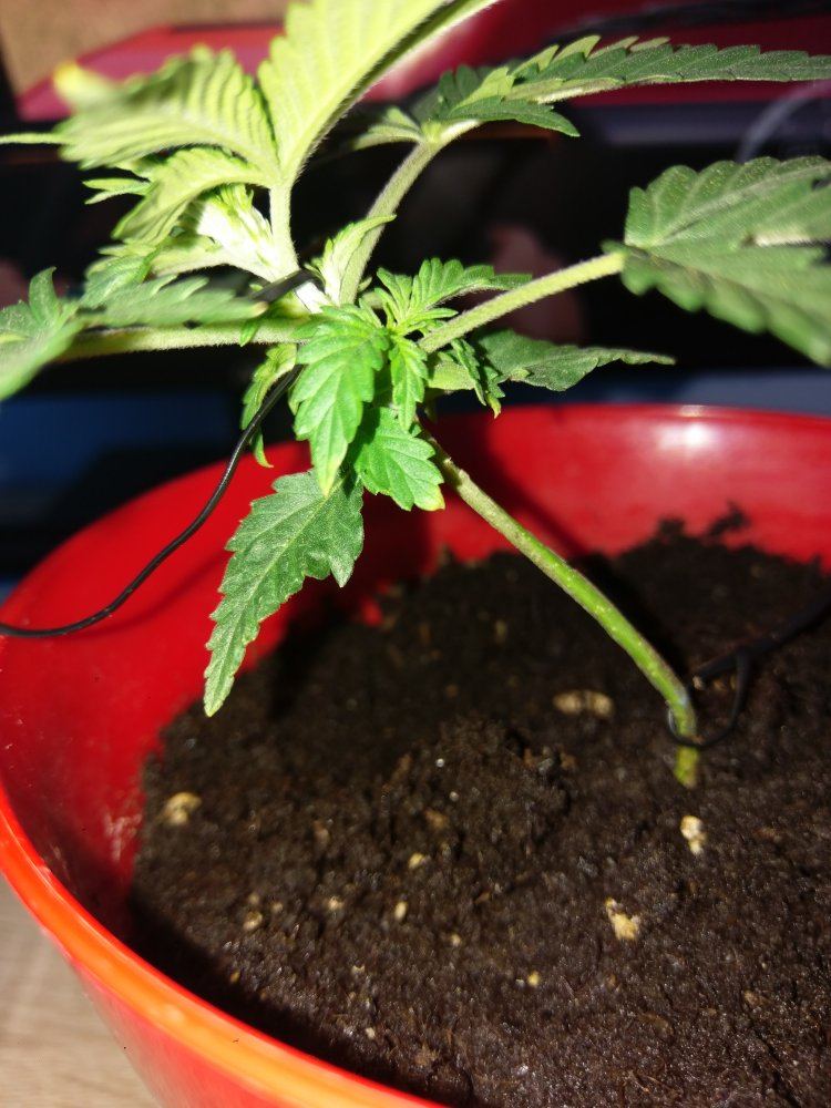 Is it nutrient burn  do i need to flush 2