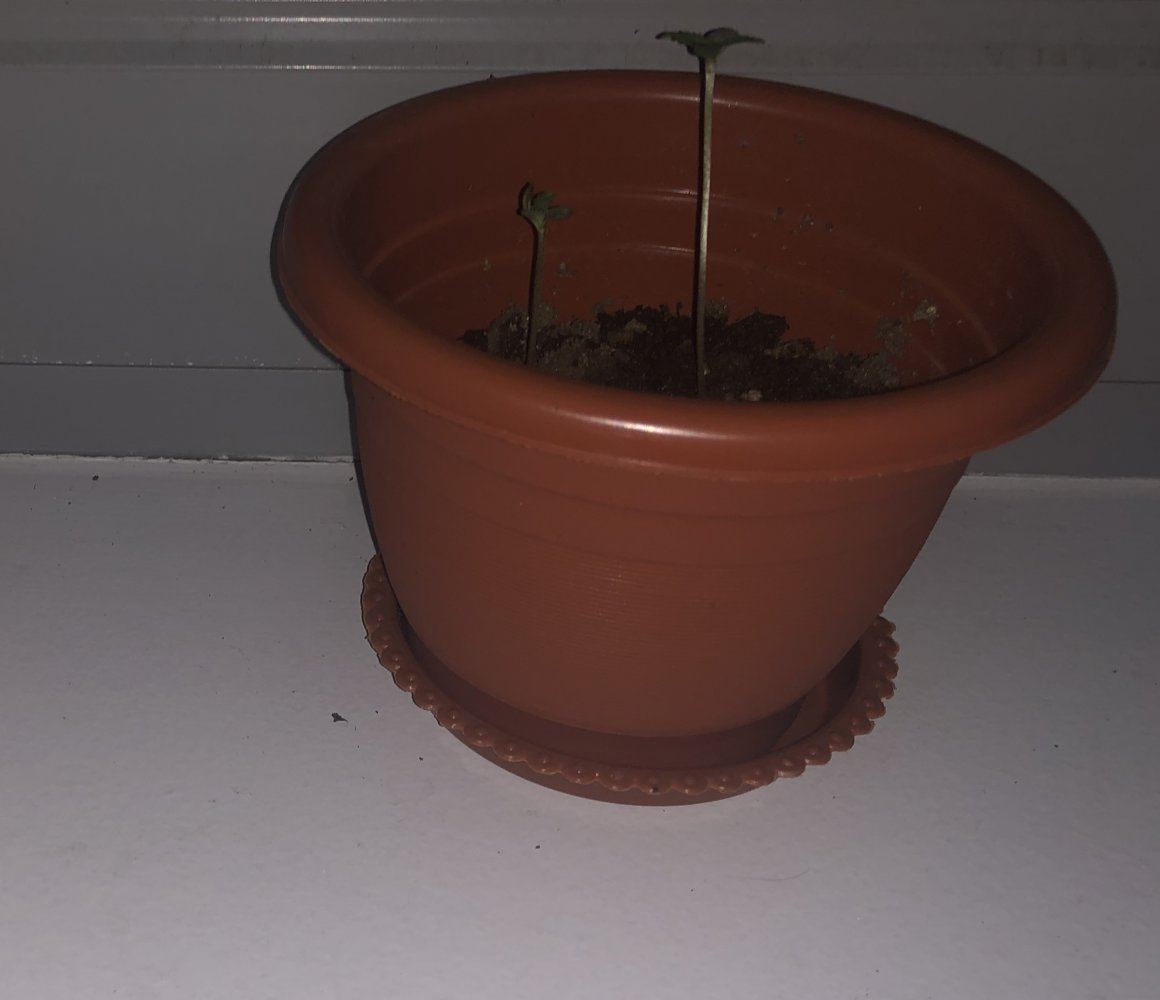 Is it okay to grow 2 plants in 1 pot while its at veg stage