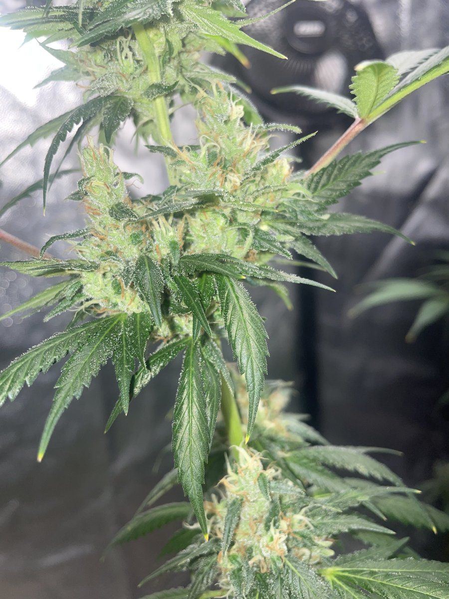 Is it possible to tell what strain my trees are