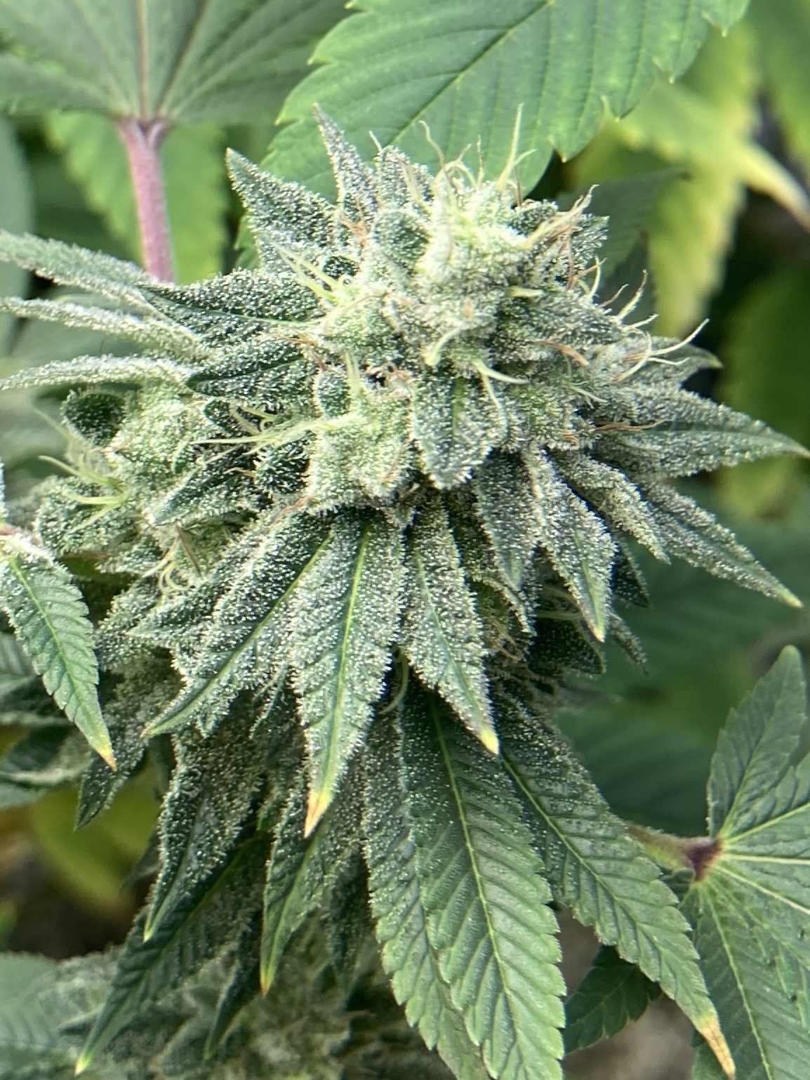 Is it ready for harvest 3