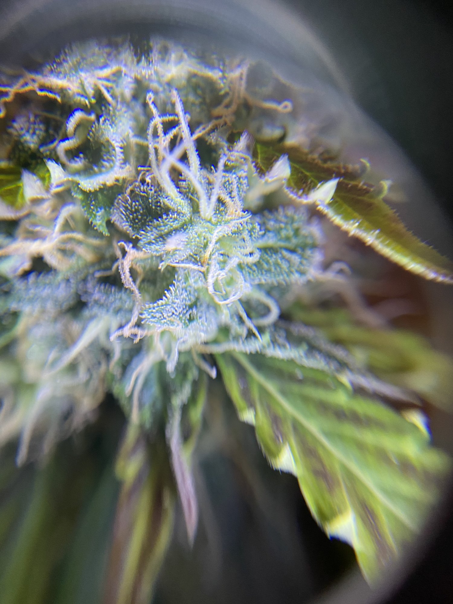 Is it ready to harvest 3