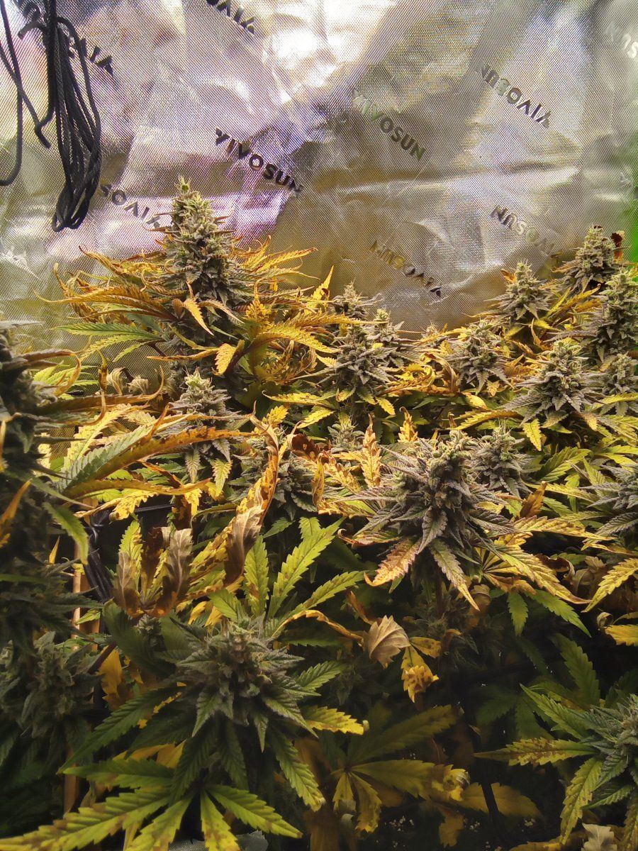 Is it ready to harvest 3