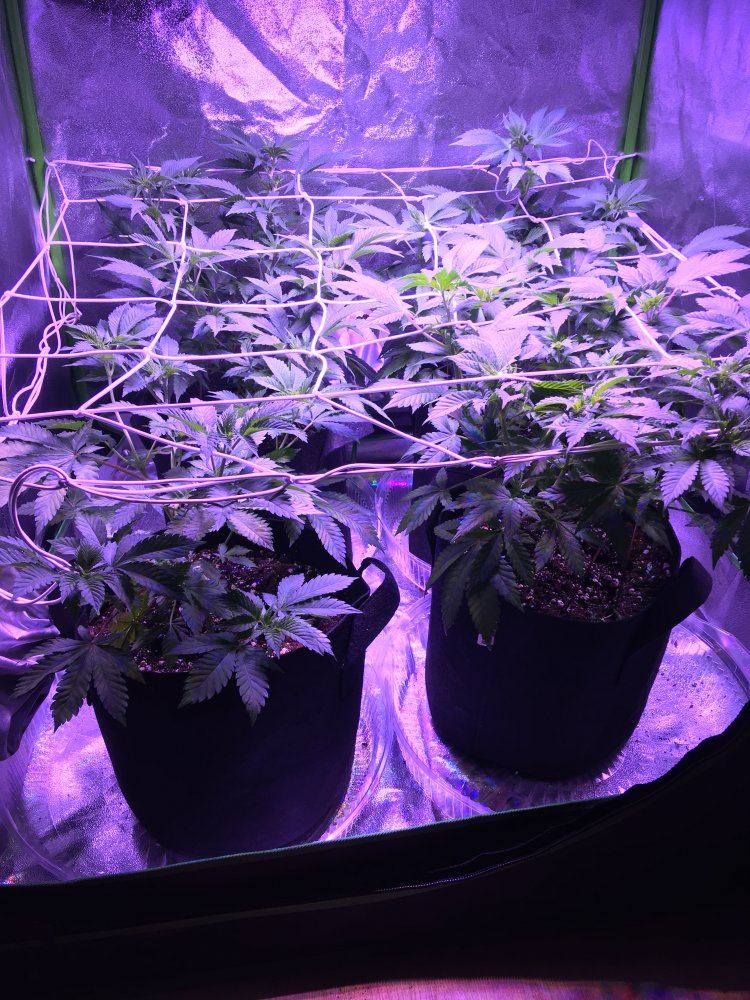Is it time to flower 2